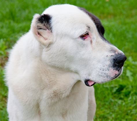 black alabai|russian alabai dog.